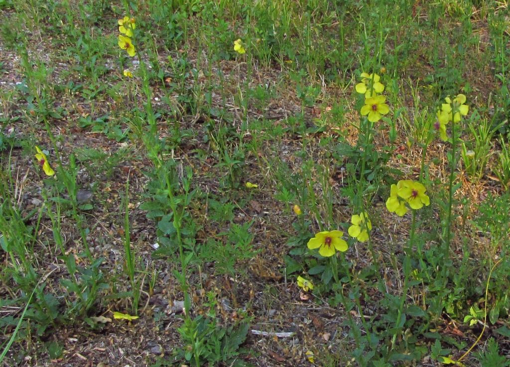 Moth mullein 1 photo disturbedyellow1_zpsxfwnw3tx.jpg