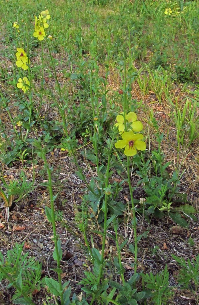 Moth mullein 2 photo disturbedyellow2_zpsqld9131x.jpg