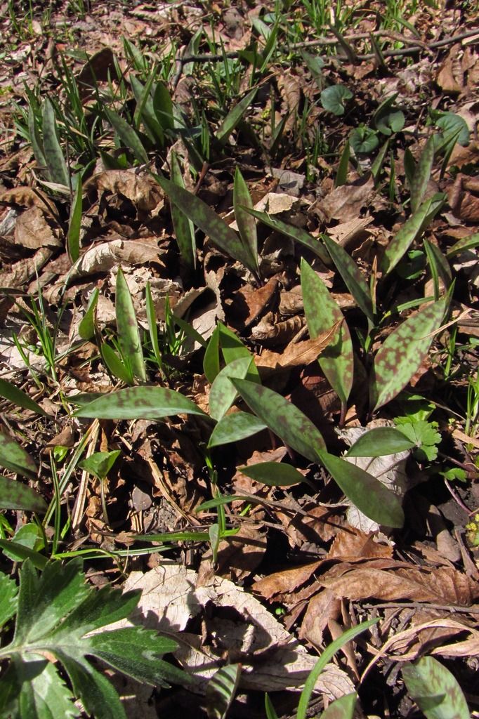  photo dogtoothviolet_foliage_zpsykutngmr.jpg