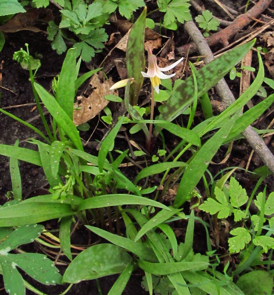 Dogtooth violet (trout lily) 2 photo dogtoothvioletspringbeautybuds_zpsfpgvh2fg.jpg