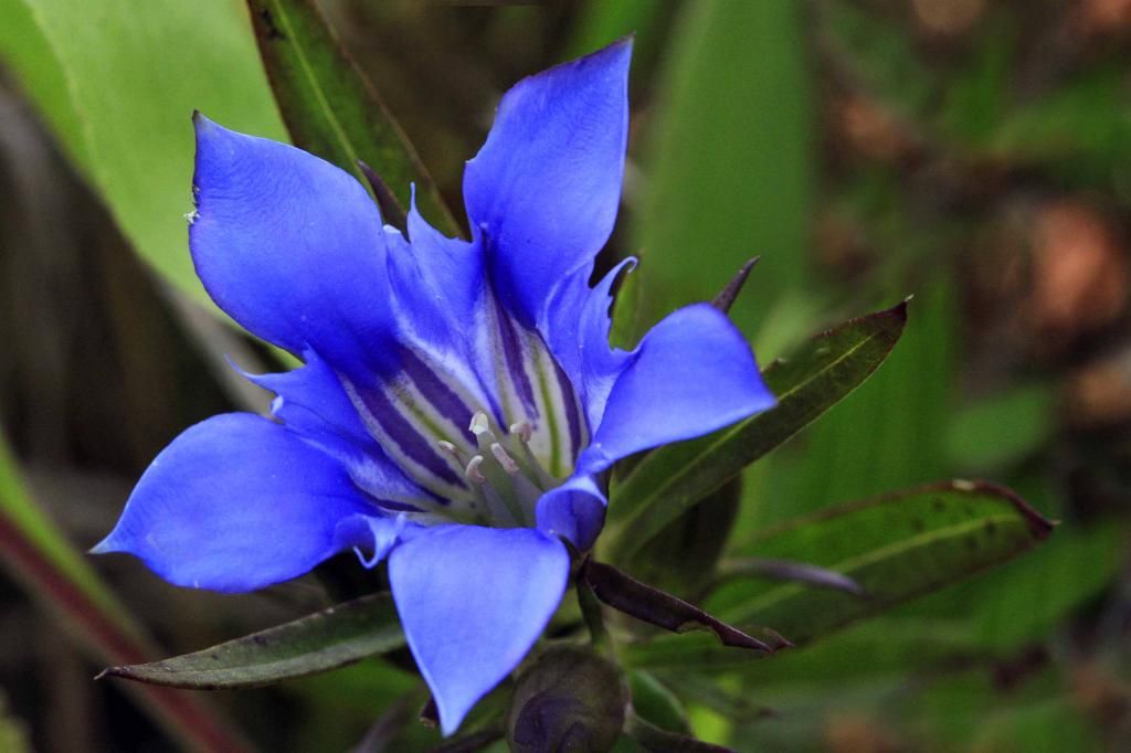 downy gentian 2 photo downygentianflower_edited-1_zps9496119b.jpg