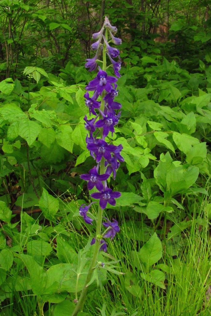 dwarf larkspur 1 photo dwarflarkspur1_zpsfthzeqmi.jpg