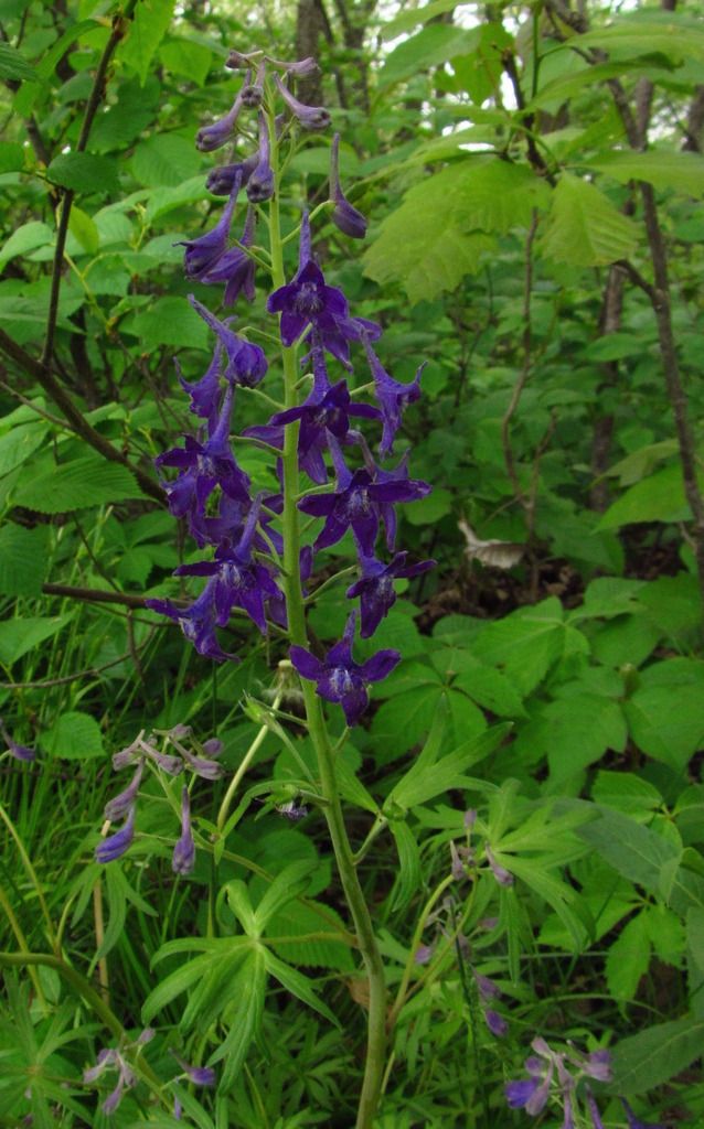 dwarf larkspur 2 photo dwarflarkspur5_zpsrseebvzh.jpg