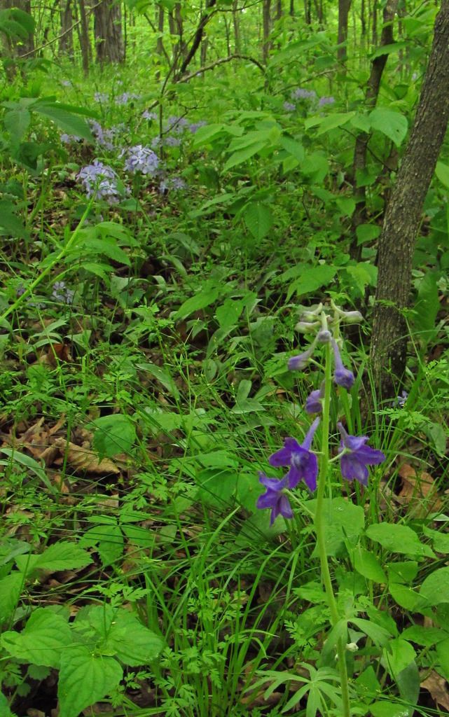 dwarf larkspur with sweet William photo dwarflarkspurSweetWilliam2_zpslswpb1zm.jpg