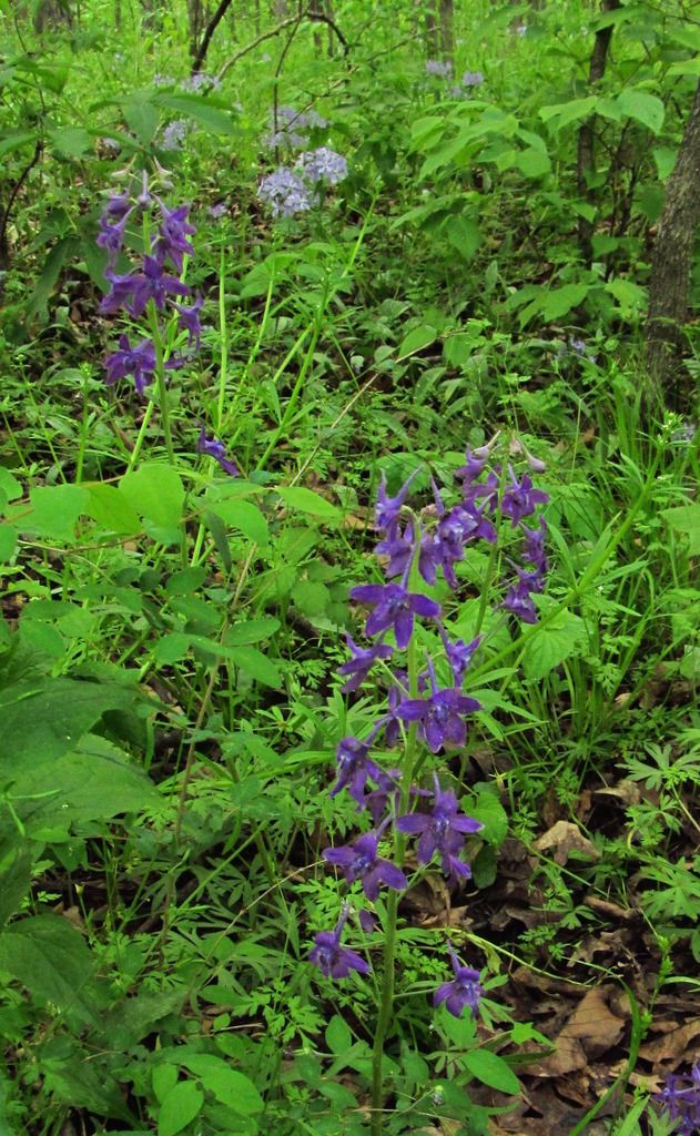 dwarf larkspur with sweet William photo dwarflarkspurSweetWilliam_zps0r032aq1.jpg