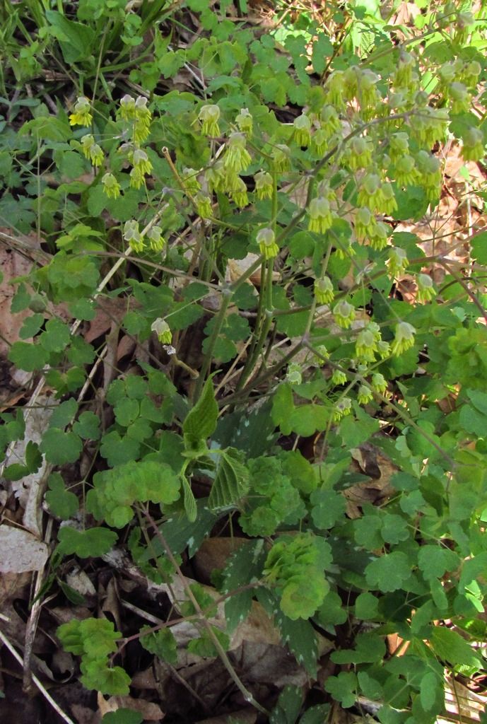 early meadow rue 3 photo earlymeadowrue6_zpseixuzu4w.jpg