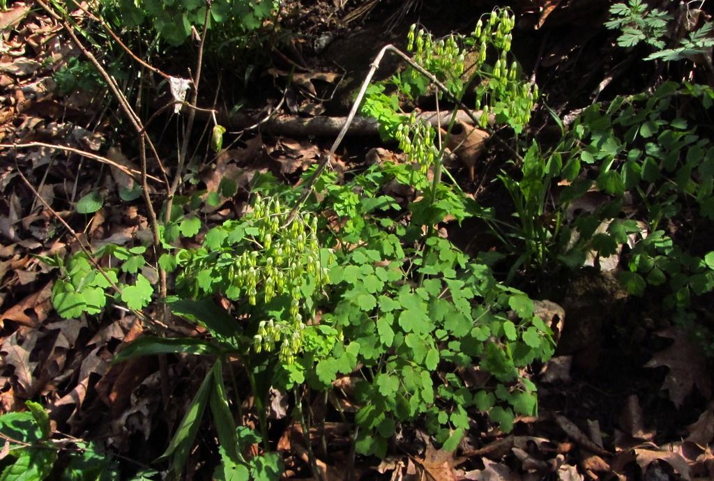 early meadow rue male flowers photo earlymeadowruemale1_zpsfjiqs6se.jpg