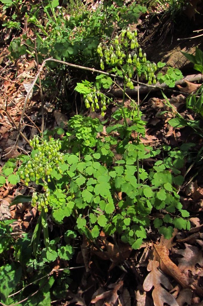 early meadow rue 2 photo earlymeadowruemale2_zpstbh03osf.jpg