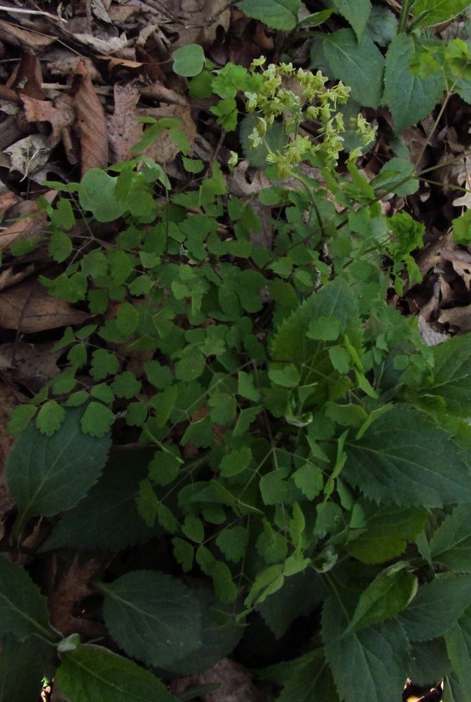 early meadow rue with wingstem photo earlymeadowruemale5_zpszncl417l.jpg