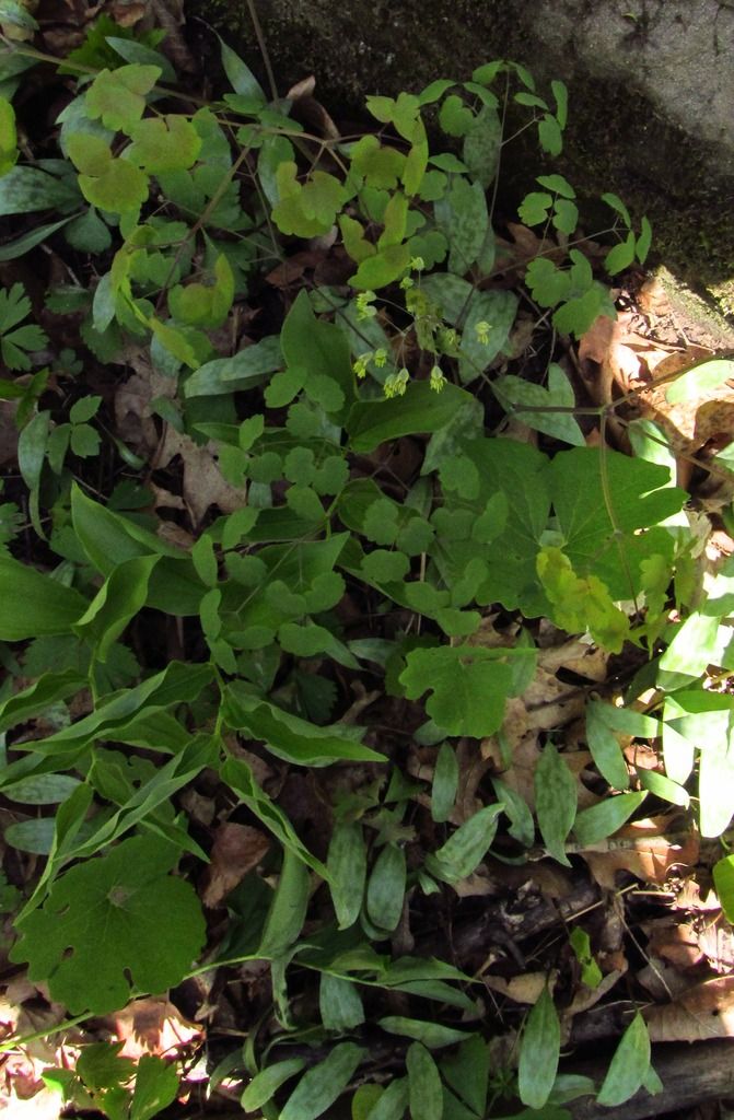 early meadow rue with other spring plants photo earlymeadowruewithdogtoothviolet_zpsirraxjph.jpg