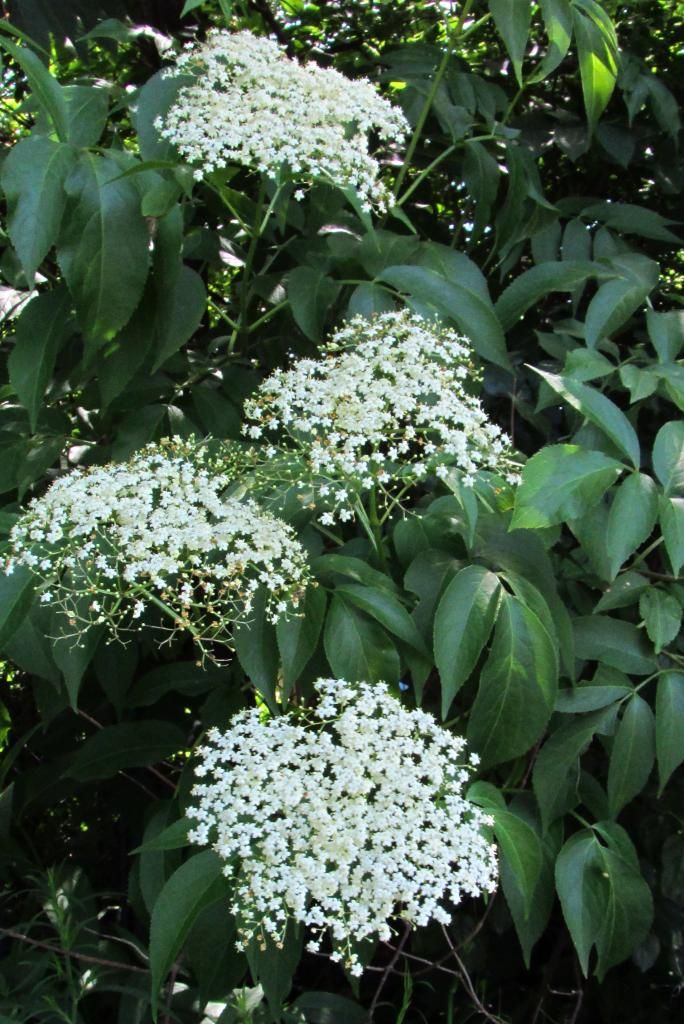 Elderberry flowers photo elderberryflowers1_zps00207b72.jpg