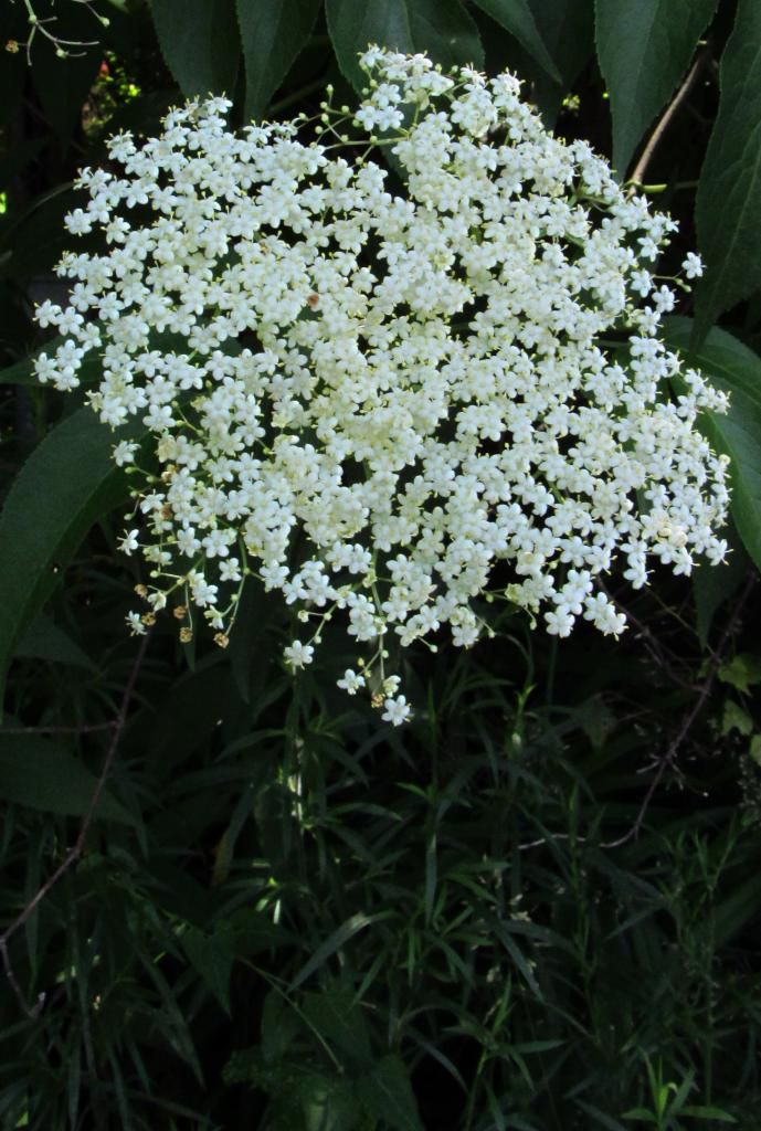 Elderflowers (close up) photo elderberryflowersclose_zps4069150b.jpg