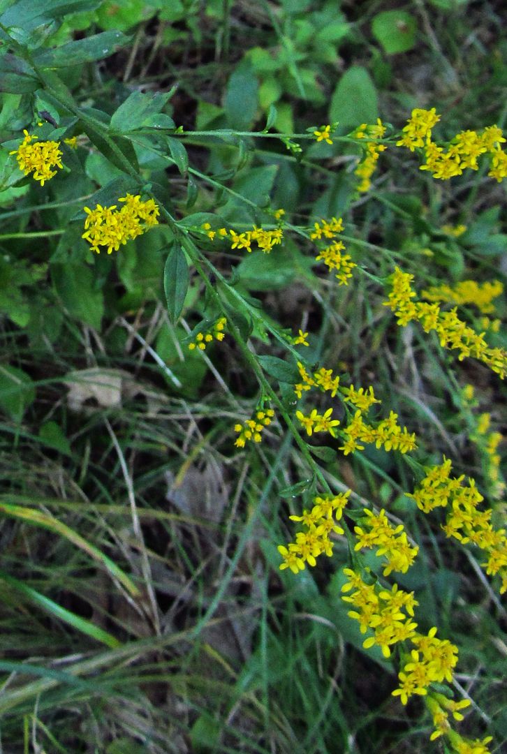 elm-leaved goldenrod close-up 2 photo elmleavedgoldenrodclose_zps4cwgsrqn.jpg