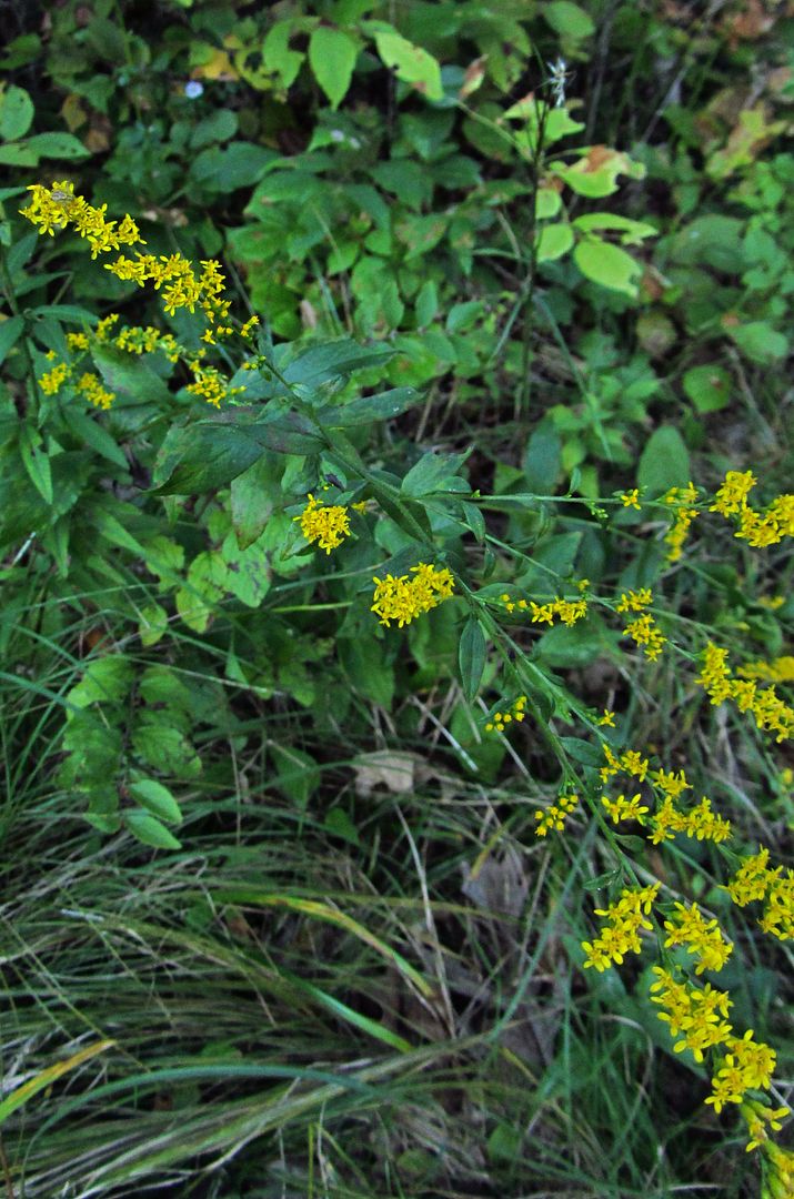 elm-leaved goldenrod 8 photo elmleavedgoldenrodflowers_zps4w9rc9of.jpg