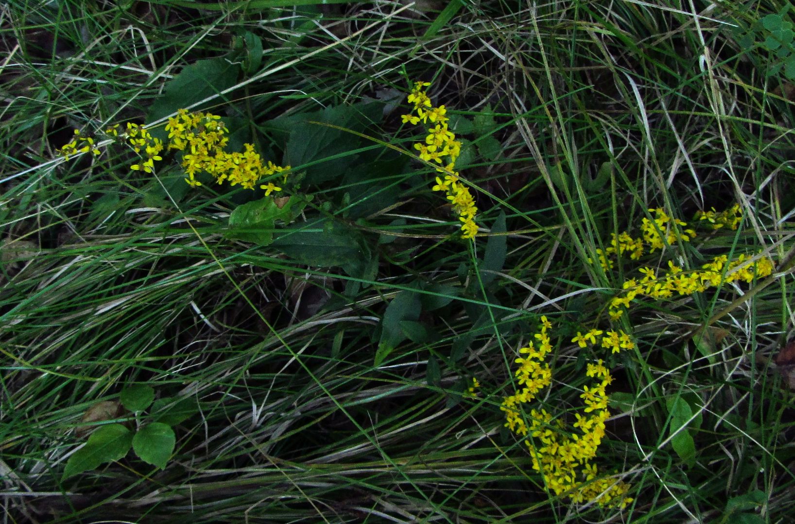 elm-leaved goldenrod 5 photo elmleavedgoldenrodleaves2_zpsmgrmqmrp.jpg