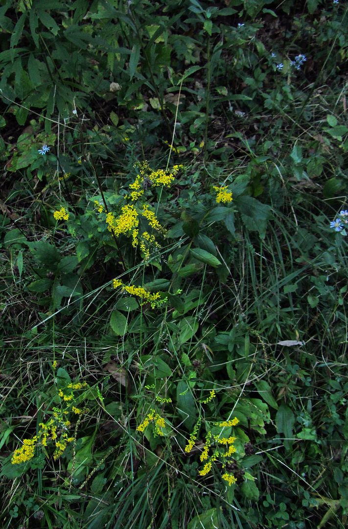 elm-leaved goldenrod 3 photo elmleavedgoldenrodskyblueaster2_zpsekakauop.jpg