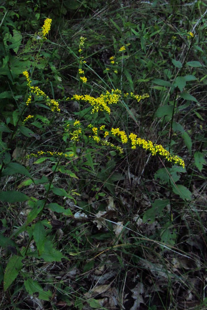 elm-leaved goldenrod photo elmleavedgoldenrodwholeplant2_zpsldqq6jrw.jpg