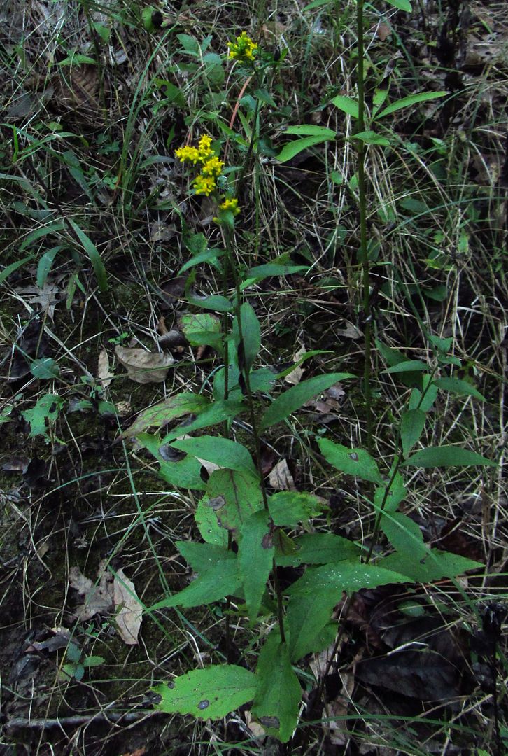 elm-leaved goldenrod 2 photo elmleavedgoldenrodwholeplant_zpsyaqicwma.jpg