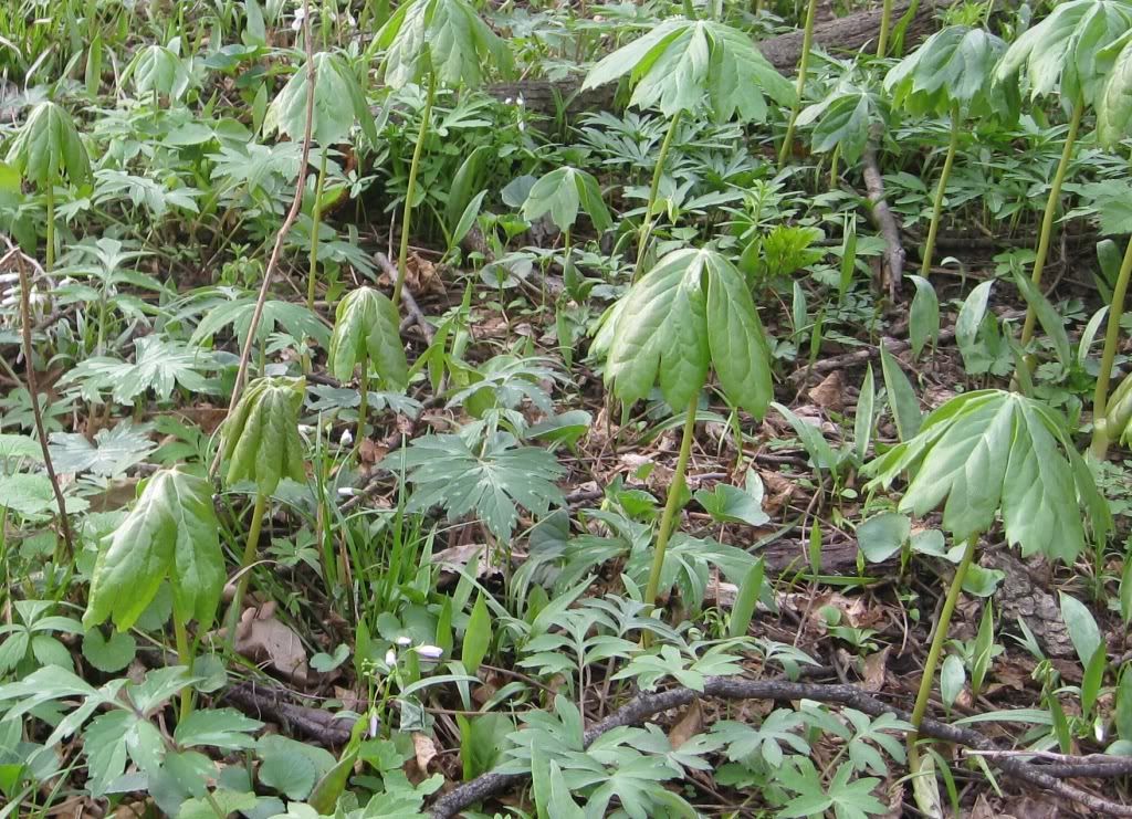 Umbrella plants (May apples) emerging, Umbrella plants growing in central Iowa in March 2012