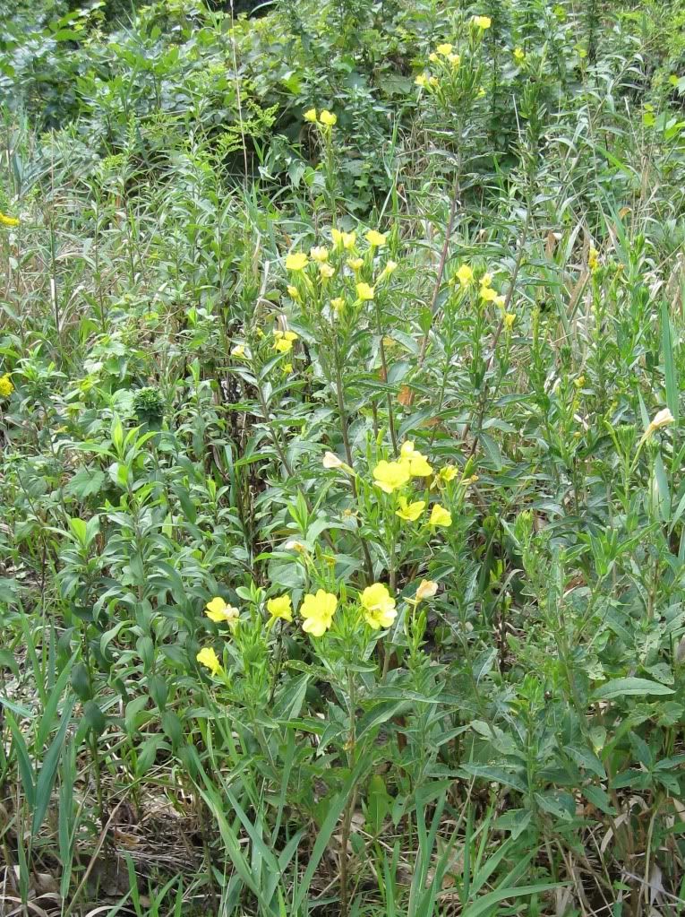 Common evening primrose, Common evening primrose blooming in central Iowa, August 2012