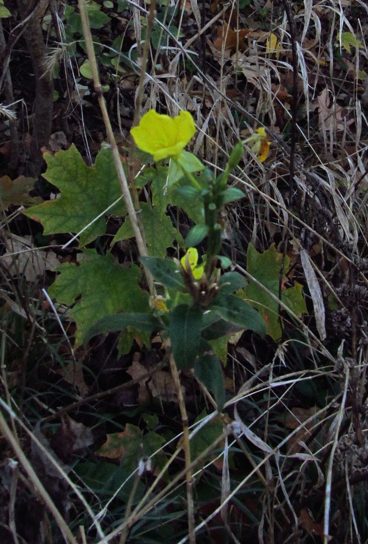 Evening primrose blooming in November photo eveningprimroseNov7_zpstj0o23rj.jpg