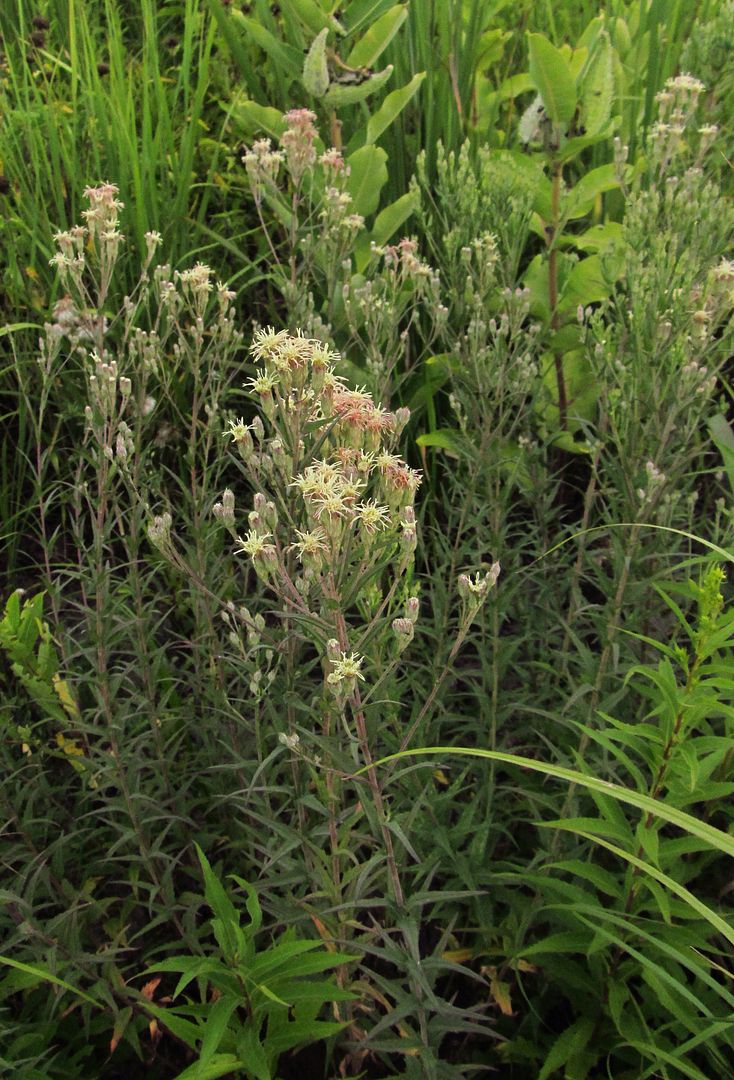 false boneset flowerheads photo falsebonesetopening2_zpsrl4xnqiq.jpg