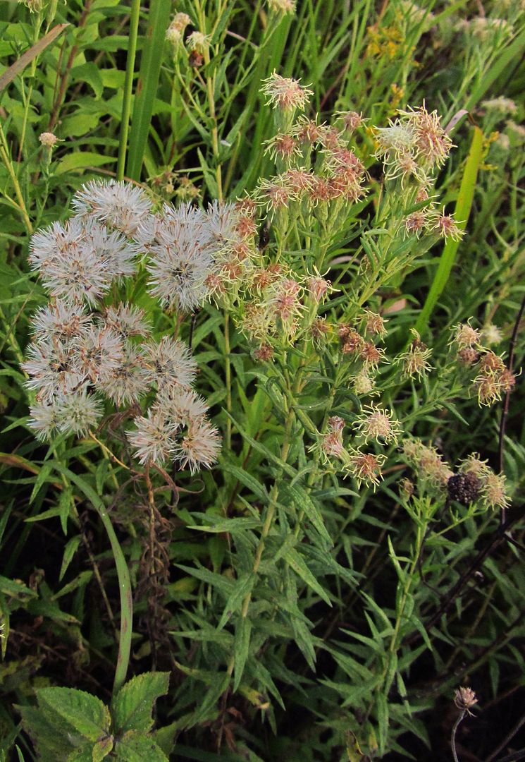 false boneset seeds and flowerheads photo falsebonesetseeds3_zpsqdlzaiki.jpg