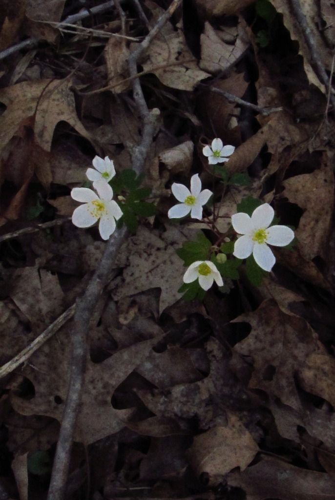 false rue anemone flowers photo falserueanemone2_zpswfrjkwwe.jpg