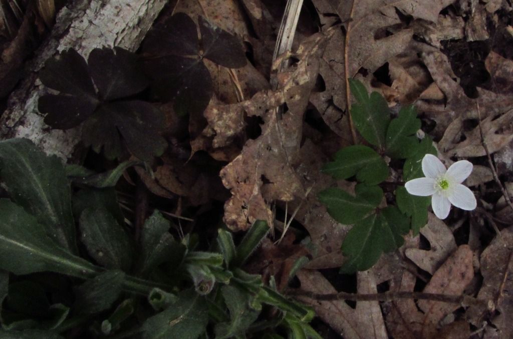 false rue anemone 3 photo falserueanemone4_zpsvq5kyvsv.jpg