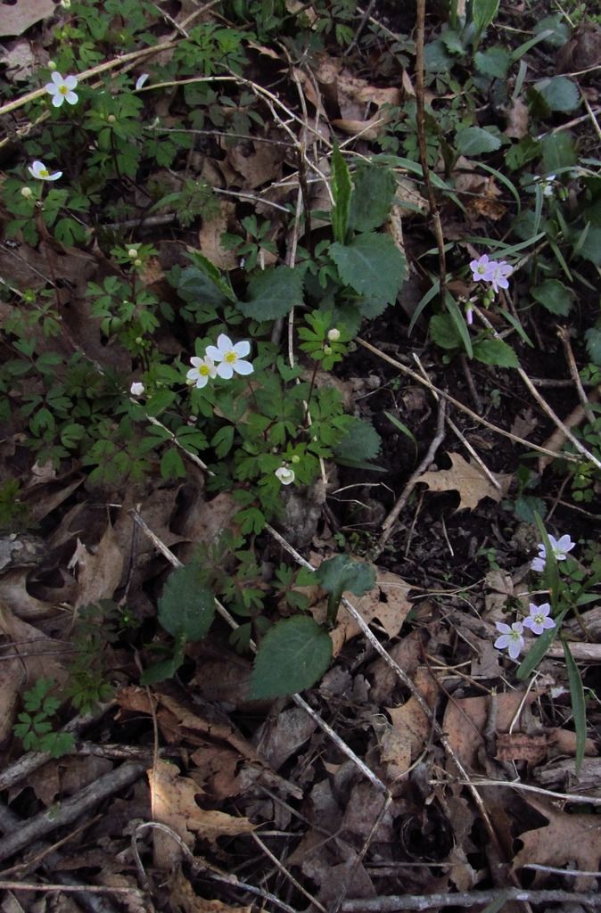 false rue anemone with spring beauty photo falserueanemoneSpringbeauty2_zpsoqfwjnu2.jpg