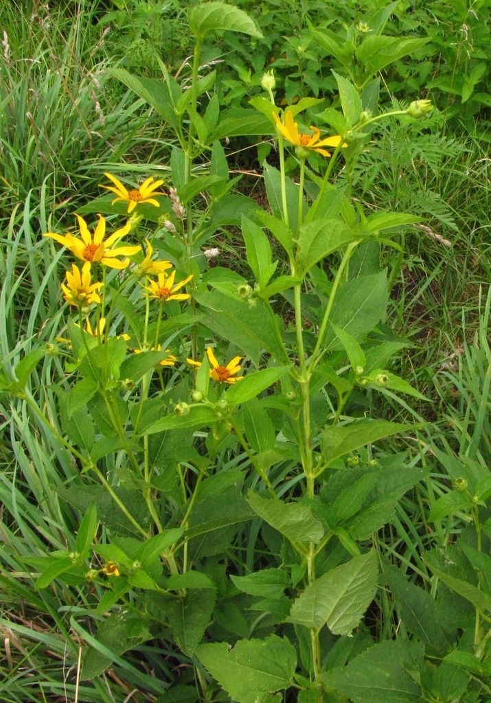 Ox-eye (false sunflowers) photo falsesunflowerbuds2_zpsf6j0u4bf.jpg