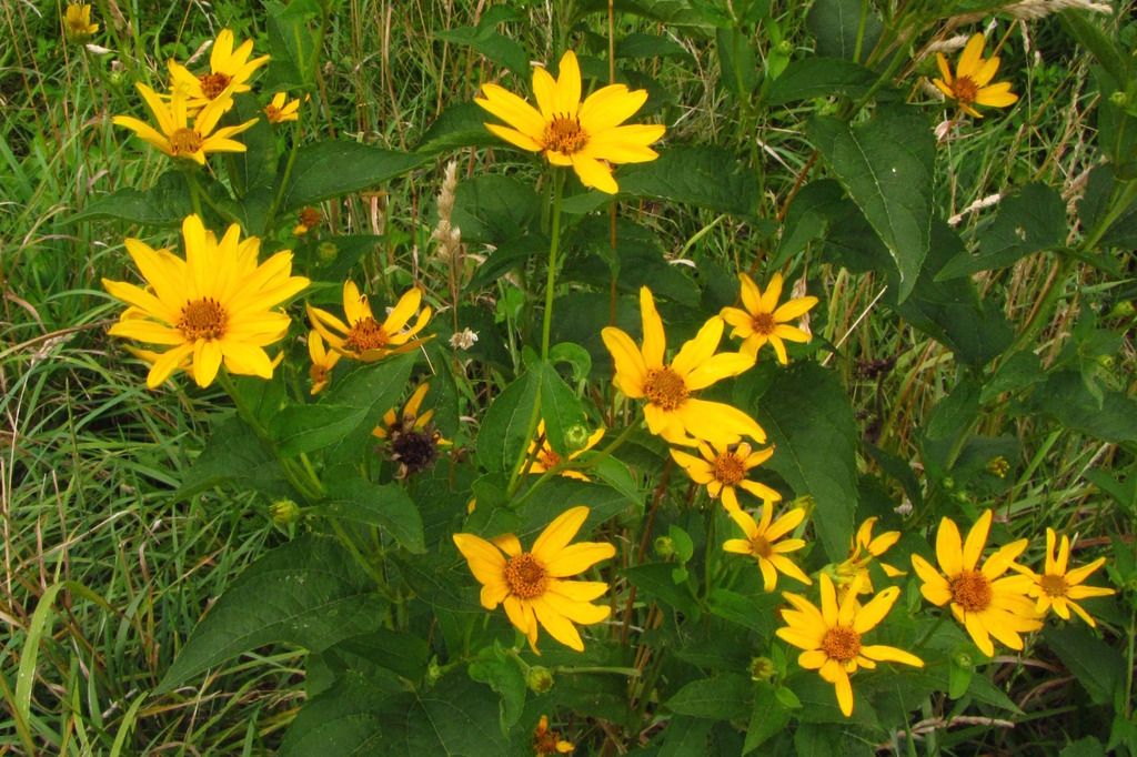 ox-eye (false sunflowers) photo falsesunflowerhorizontal2_zps0szoimd7.jpg