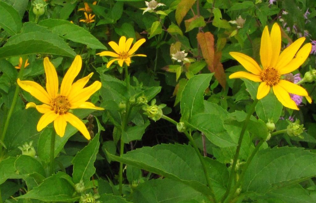 Ox-eye (false sunflowers) buds photo falsesunflowerhorizontal_zpsvlbpygxk.jpg