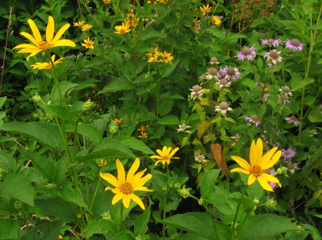 ox-eye with horsemint photo falsesunflowerhorsemint_zps51otbcj6.jpg