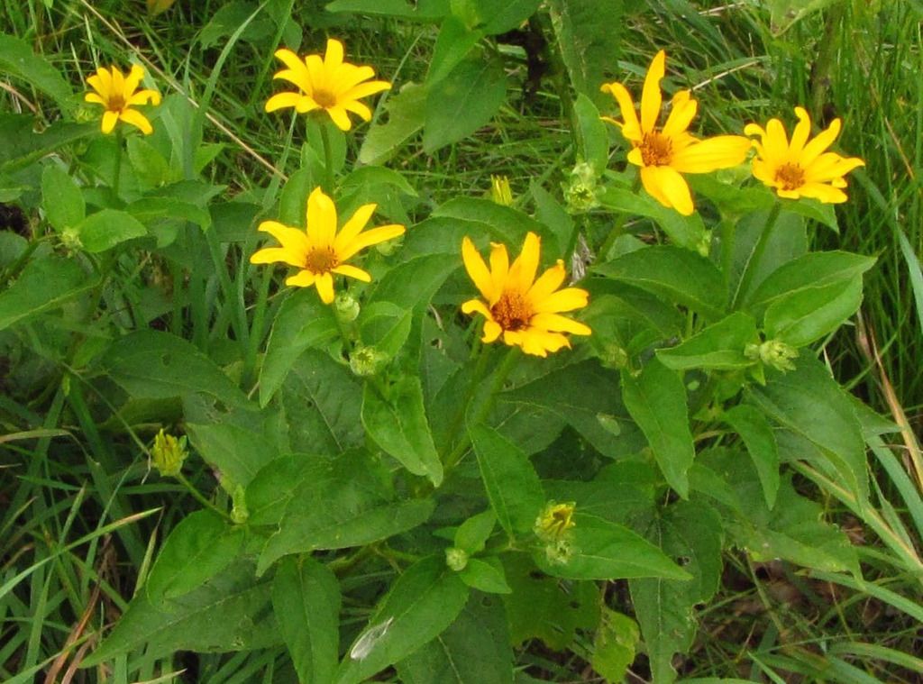 Ox-eye (false sunflower) group photo falsesunflowershort_zpsdsmqmfzl.jpg