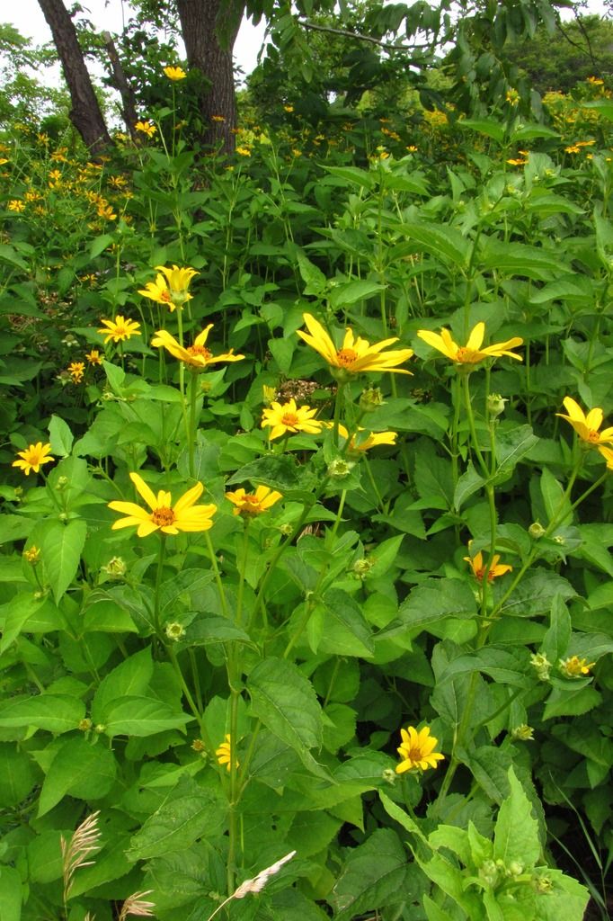 group of ox-eye flowers photo falsesunflowerstall_zpsmpggehzj.jpg