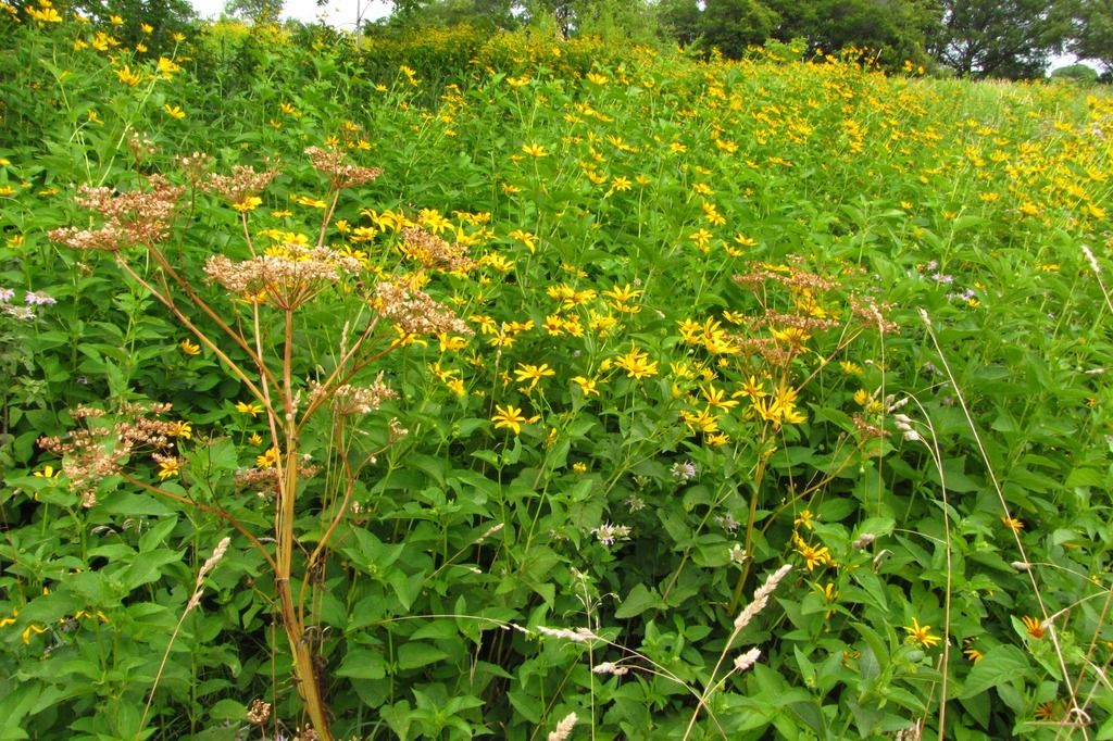 ox-eye with wild parsnip photo falsesunflowerswildparsnip_zpsoppqfeqf.jpg