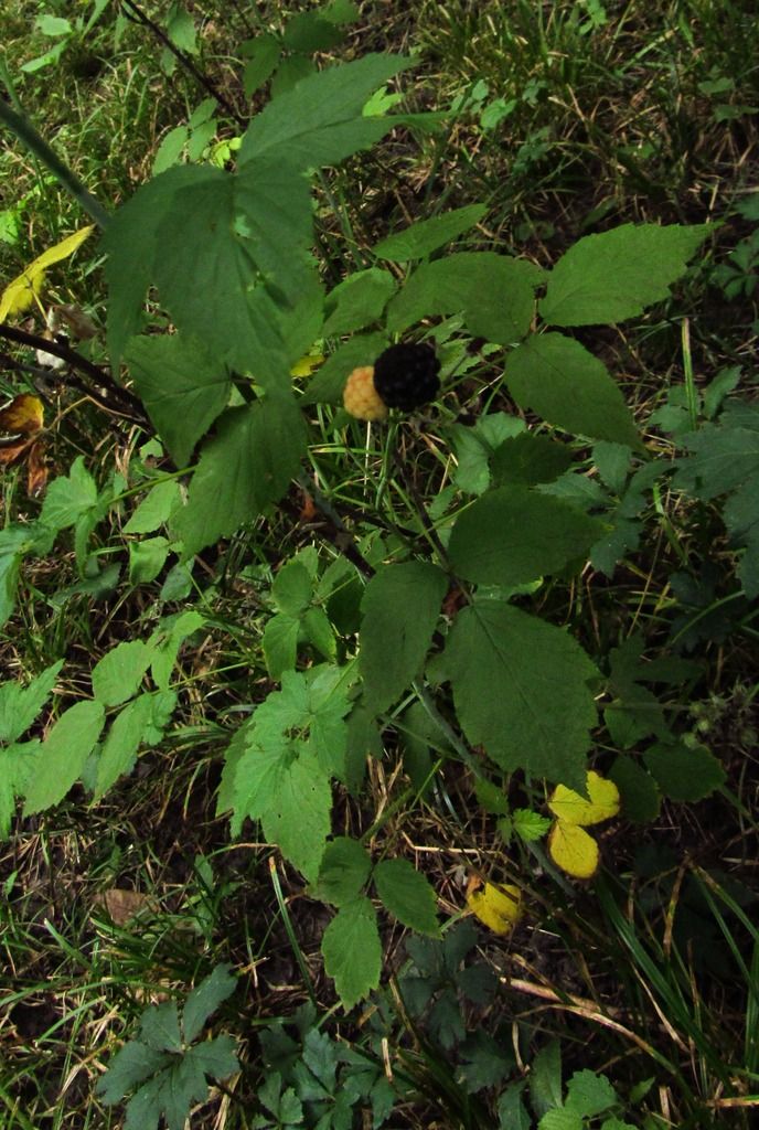 first ripe black raspberry photo firstripeblackraspberry_zpsevbf9zaz.jpg