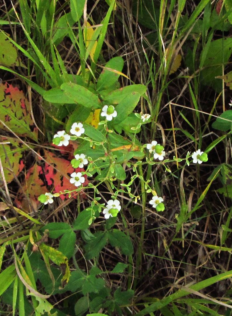 flowering spurge seeds 2 photo floweringspurge2_zpssxfq7b0v.jpg