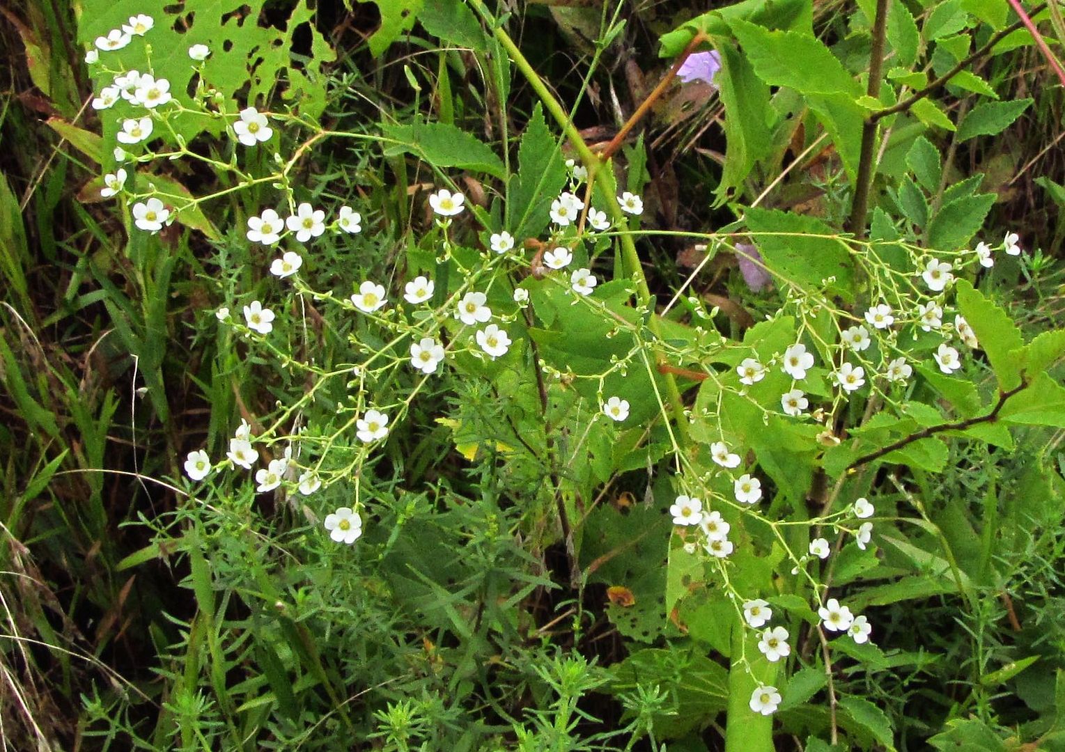 flowering spurge cluster photo floweringspurgehorizontal2_zpswqsmukng.jpg