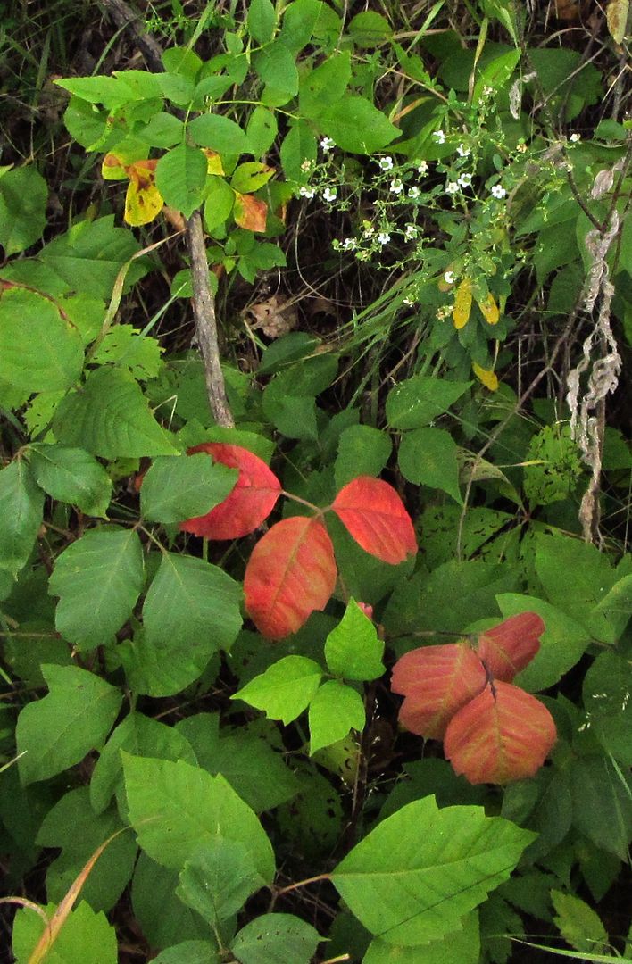 flowering spurge with poison ivy photo floweringspurgepoisonivy2_zpsiozrxwru.jpg