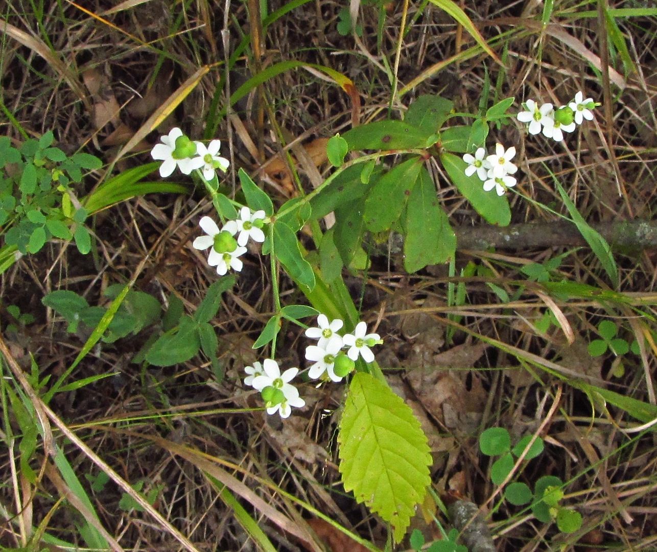 flowering spurge seeds 3 photo floweringspurgeseeds_zpsctswjxe8.jpg