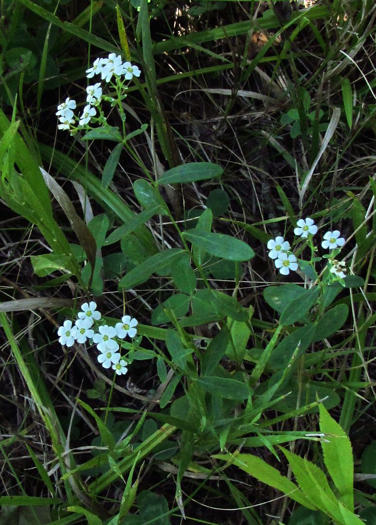 flowering spurge 3 photo floweringspurgesmall3_zpsdmvbqukd.jpg