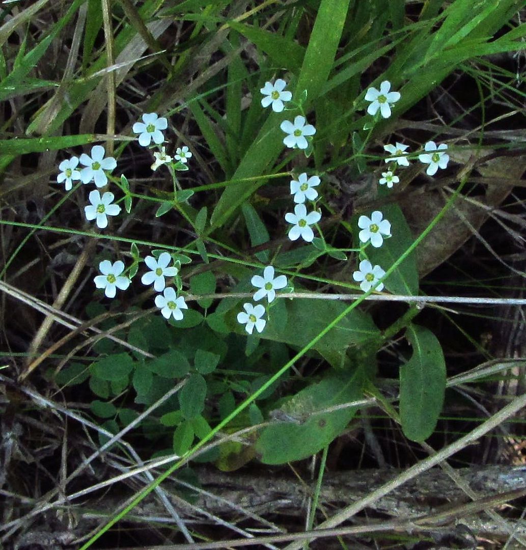 flowering spurge 2 photo floweringspurgesquare_zpsfnh7wzij.jpg