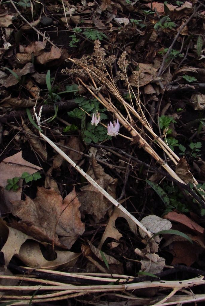 Dutchman's breeches with dead winter plants photo fromwintertospring_zpsaobyfl77.jpg