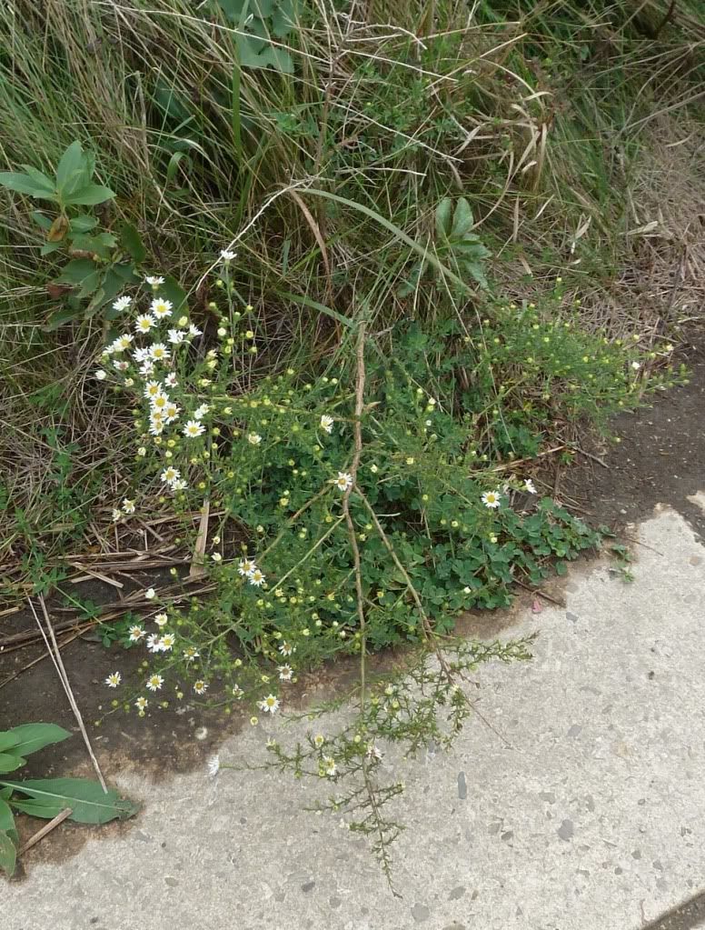 Frost aster, Frost aster blooming in central Iowa, September 2012