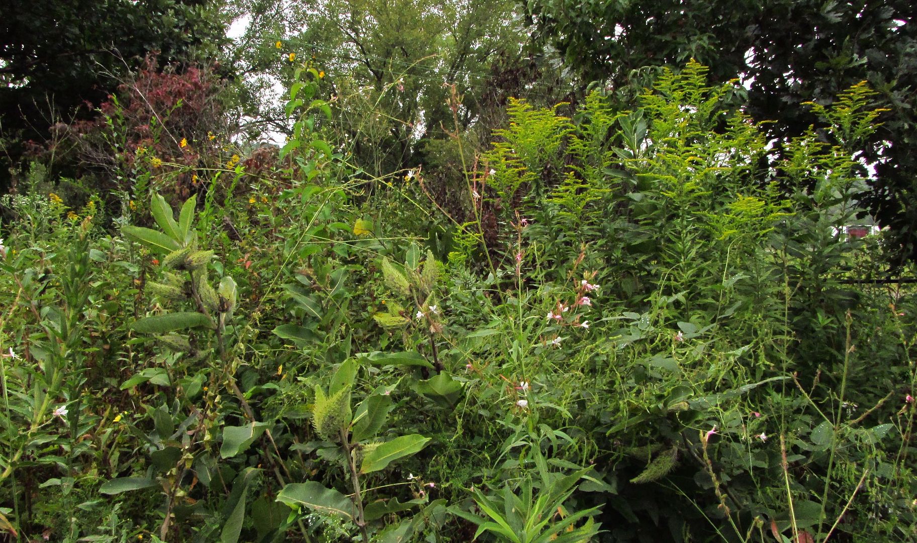 milkweed plants with gaura photo gauragoldenrodothers_zpsspik043w.jpg