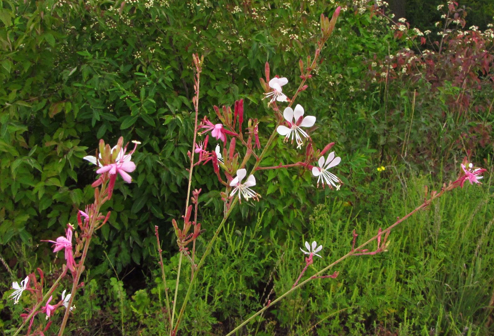 Biennial gaura 3 photo gaurasmallgroup3_zpsvkhtflje.jpg