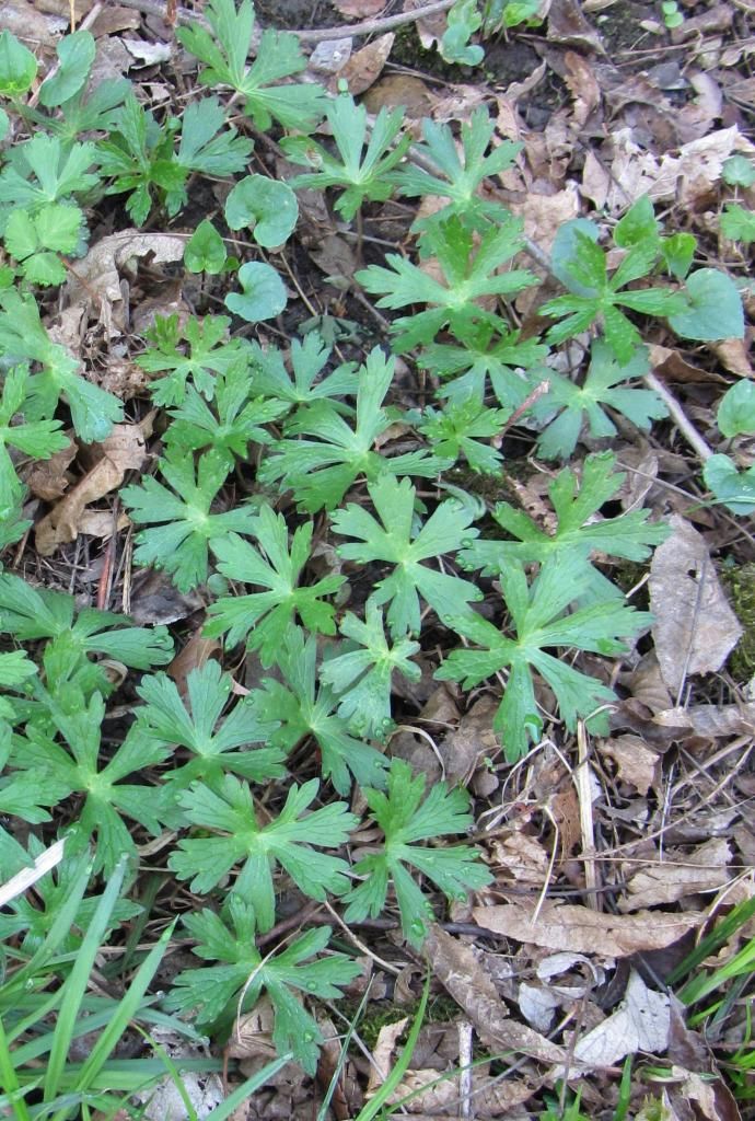 wild geranium leaves photo geraniumleaves_zpsa723529b.jpg