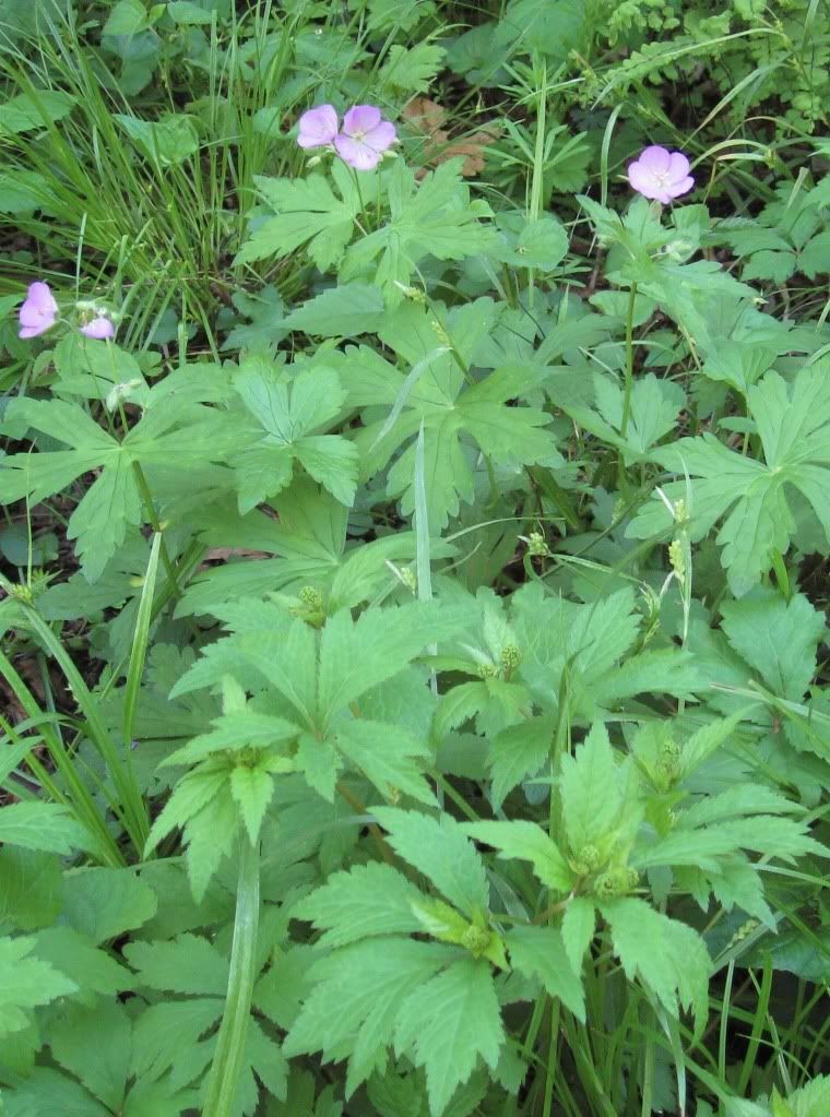 wild geranium, A wild geranium blooming in central Iowa, April 2012